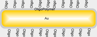 Functionalized Nanorod Block Invitro